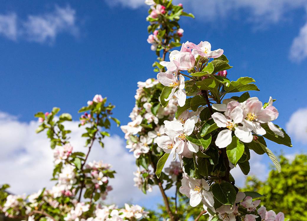 Närbild på äppelblomma.