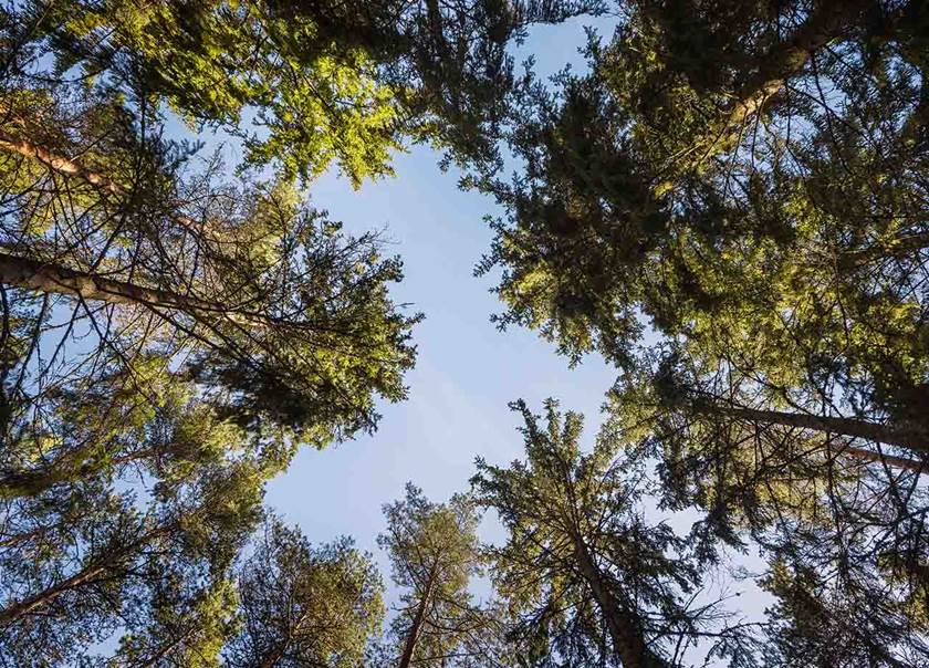 Trädkronor mot klarblå himmel.